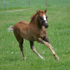 DSP Lykkebo Double Up