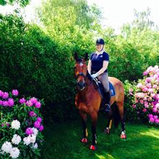 Dansk Varmblod Carnegie Nexen "Carnsie" - FARVEL