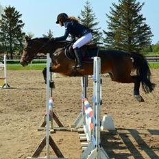 Tysk Sportspony Emira C *A-pony*