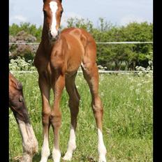 Dansk Varmblod Fanta WU