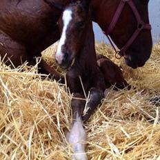 Dansk Varmblod Fanta WU