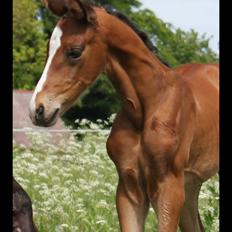 Dansk Varmblod Fanta WU