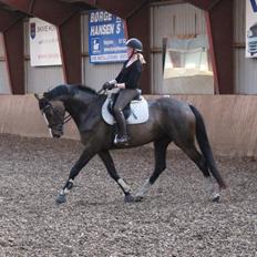 Dansk Varmblod Søballegårds Domina