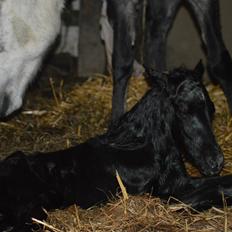 Islænder Kiljan Fra Stokbro
