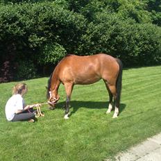 DSP Tovdals Indian Sunrise (Musse pigen<3)