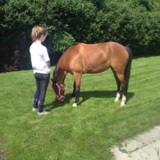 DSP Tovdals Indian Sunrise (Musse pigen<3)