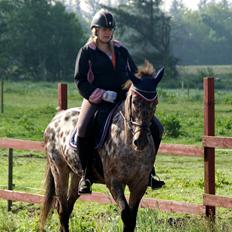 Knabstrupper Line Højgård - himmelhest