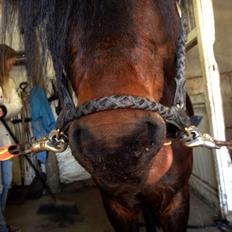 Dartmoor Anc-Neu Kao