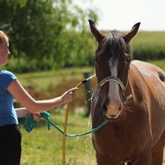 Anden særlig race Pedro El Valentino
