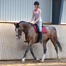 Knabstrupper Pandora Lynghøj