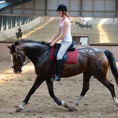 Knabstrupper Pandora Lynghøj