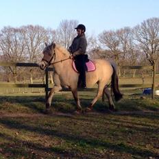 Fjordhest Mørkgårds Luna