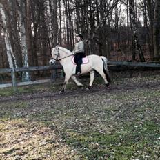 Fjordhest Mørkgårds Luna