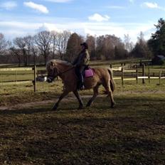 Fjordhest Mørkgårds Luna