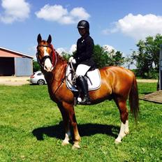 Anden særlig race Milando