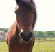 Welsh Mountain (sec A) Coco