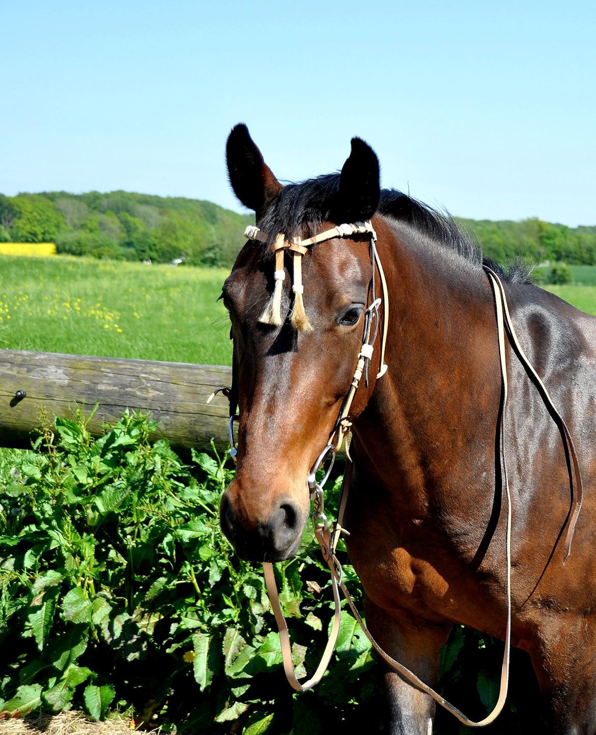 Oldenborg VESTERBÆKS EMILY billede 2