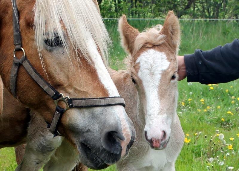 Haflinger Banditten *solgt* billede 2