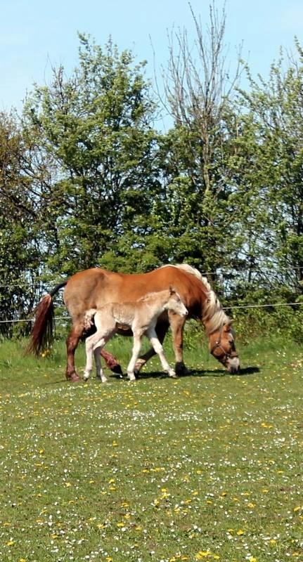 Haflinger Banditten *solgt* billede 4