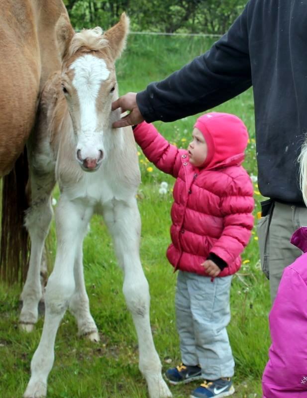 Haflinger Banditten *solgt* billede 6