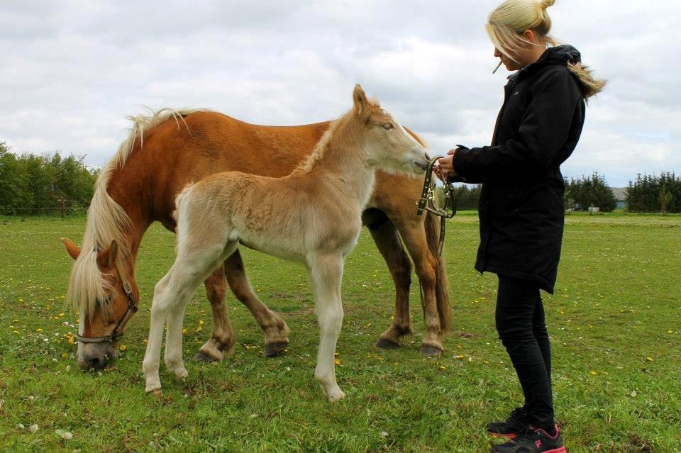 Haflinger Banditten *solgt* - Godt en time gammel.. :) billede 7