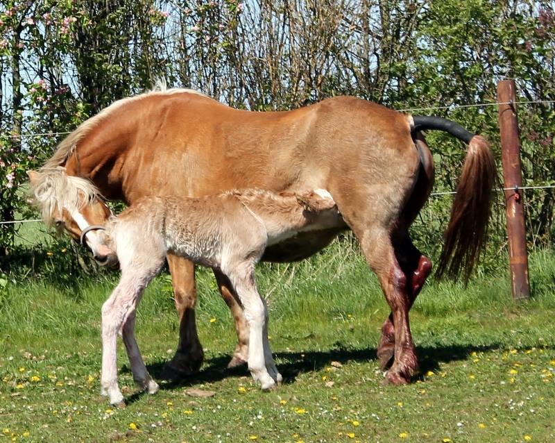 Haflinger Banditten *solgt* billede 11
