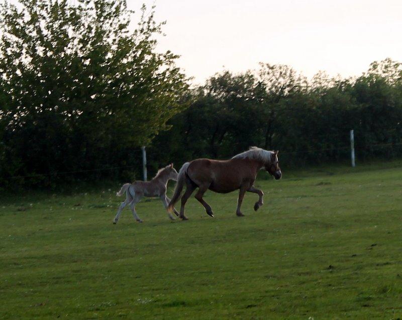 Haflinger Banditten *solgt* billede 12