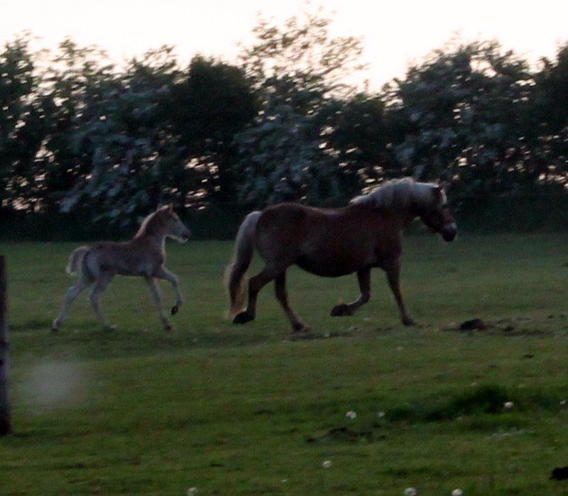 Haflinger Banditten *solgt* billede 13