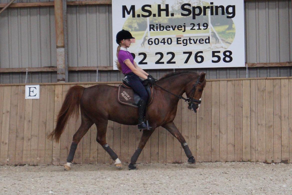 New Forest Koedijks Milano *Låner* - Sidder lidt mærkeligt, men se Hans ben <3 billede 2