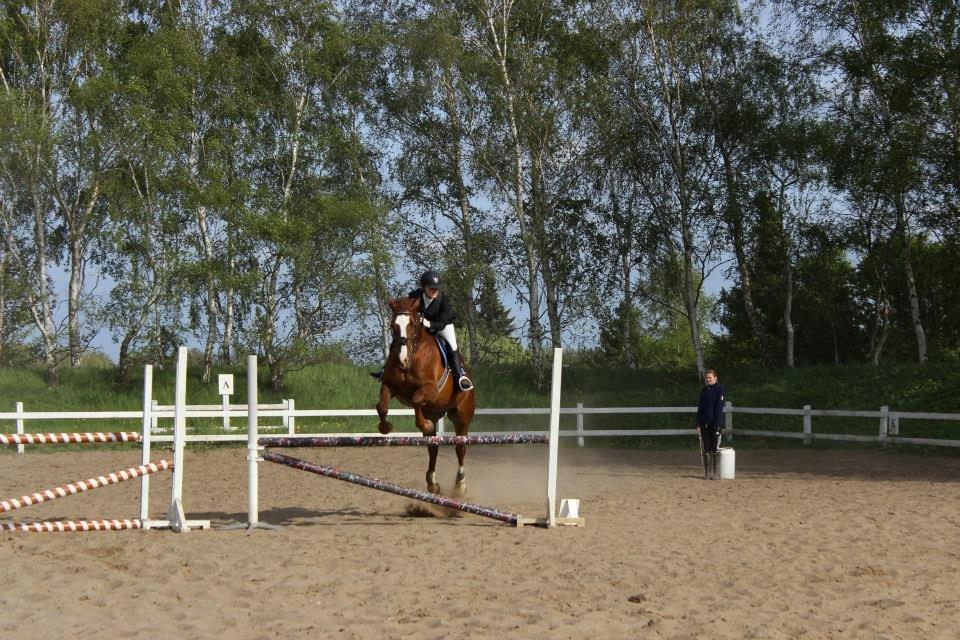 Dansk Varmblod Kaiser d.1 af Engholm - Stævne på edal 100 cm billede 9