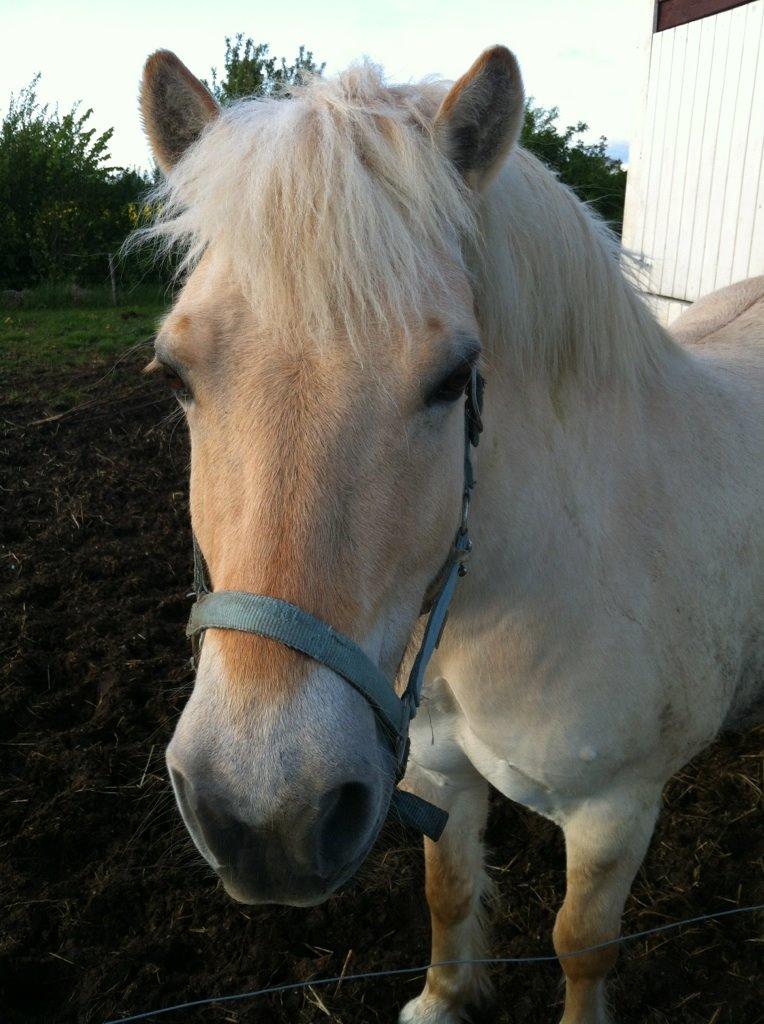 Fjordhest Hjarl billede 2