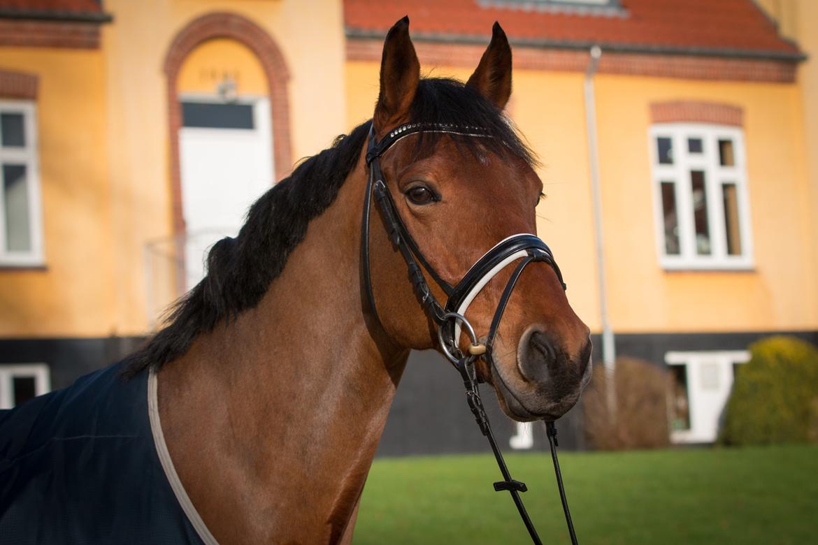 Anden særlig race Archibald - Foto: Cecilie Graversen billede 6