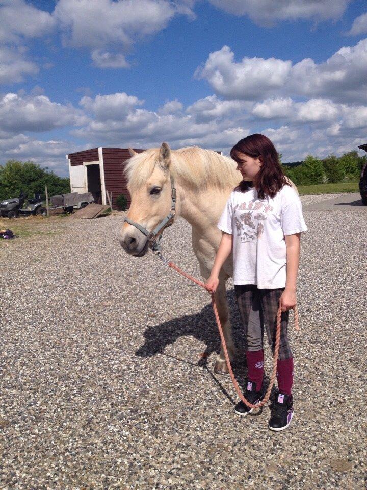 Fjordhest Hjarl billede 3