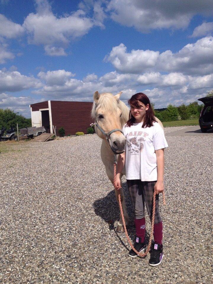 Fjordhest Hjarl billede 4