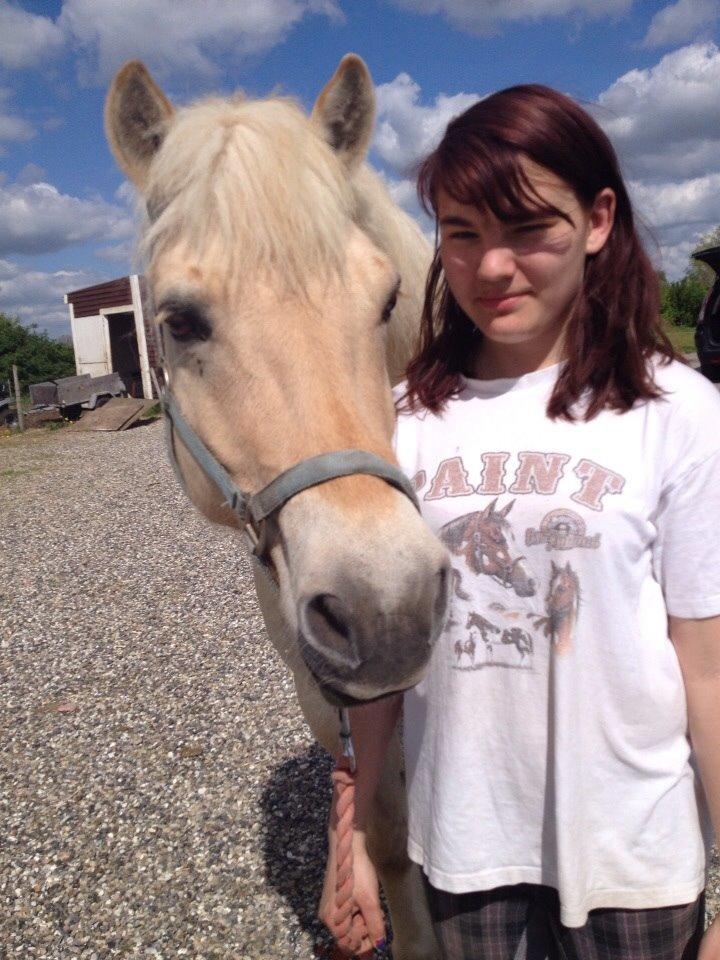 Fjordhest Hjarl billede 5