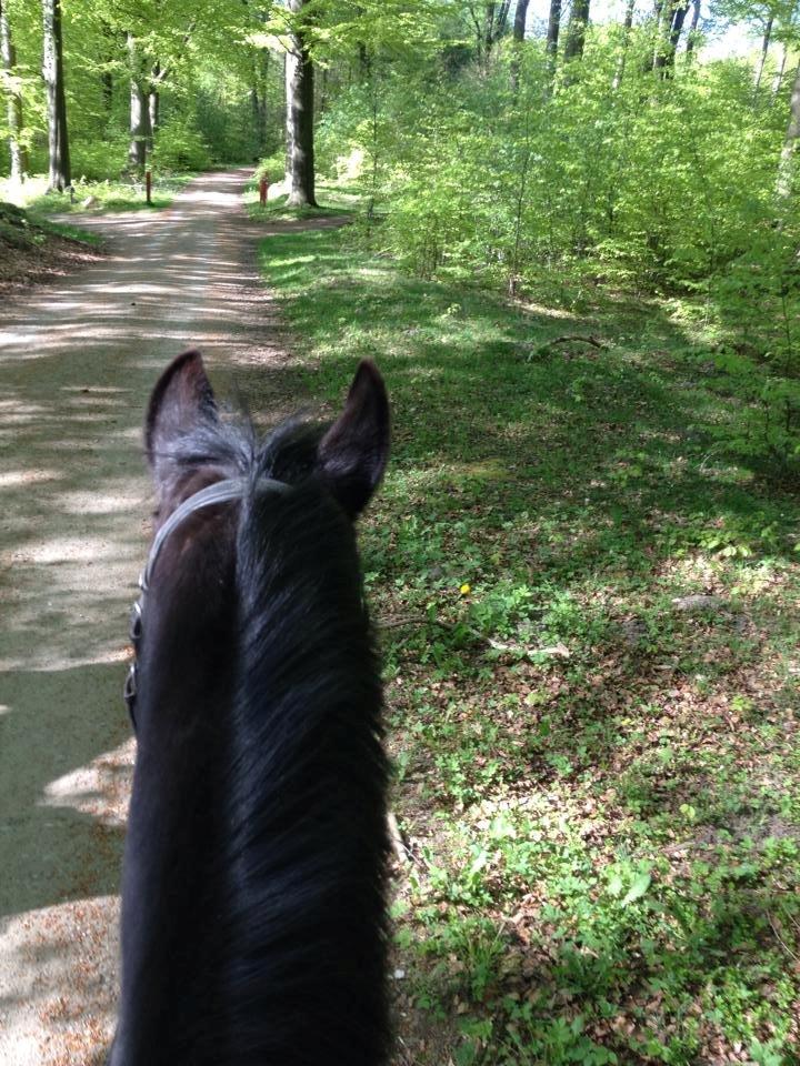 Anden særlig race Willow - I skoven på Willow :-) billede 6
