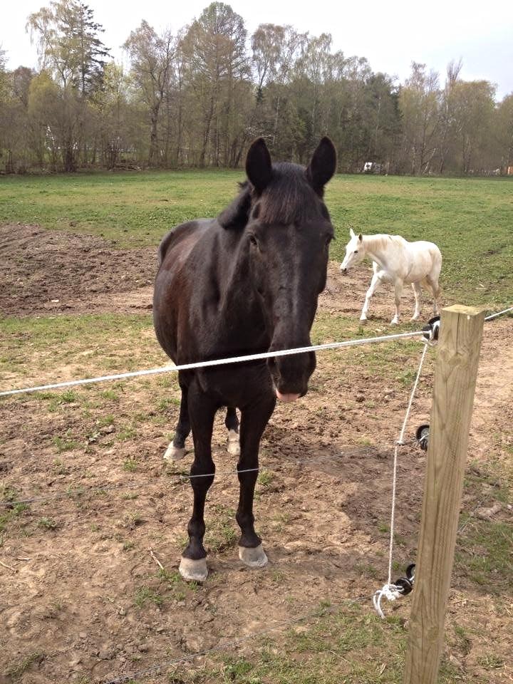 Anden særlig race Willow - Willow på fold. Den hvide hoppe i baggrunden, Melinka er Willows bedsteveninde, haha. Læg mærke til Willow tunge. billede 4