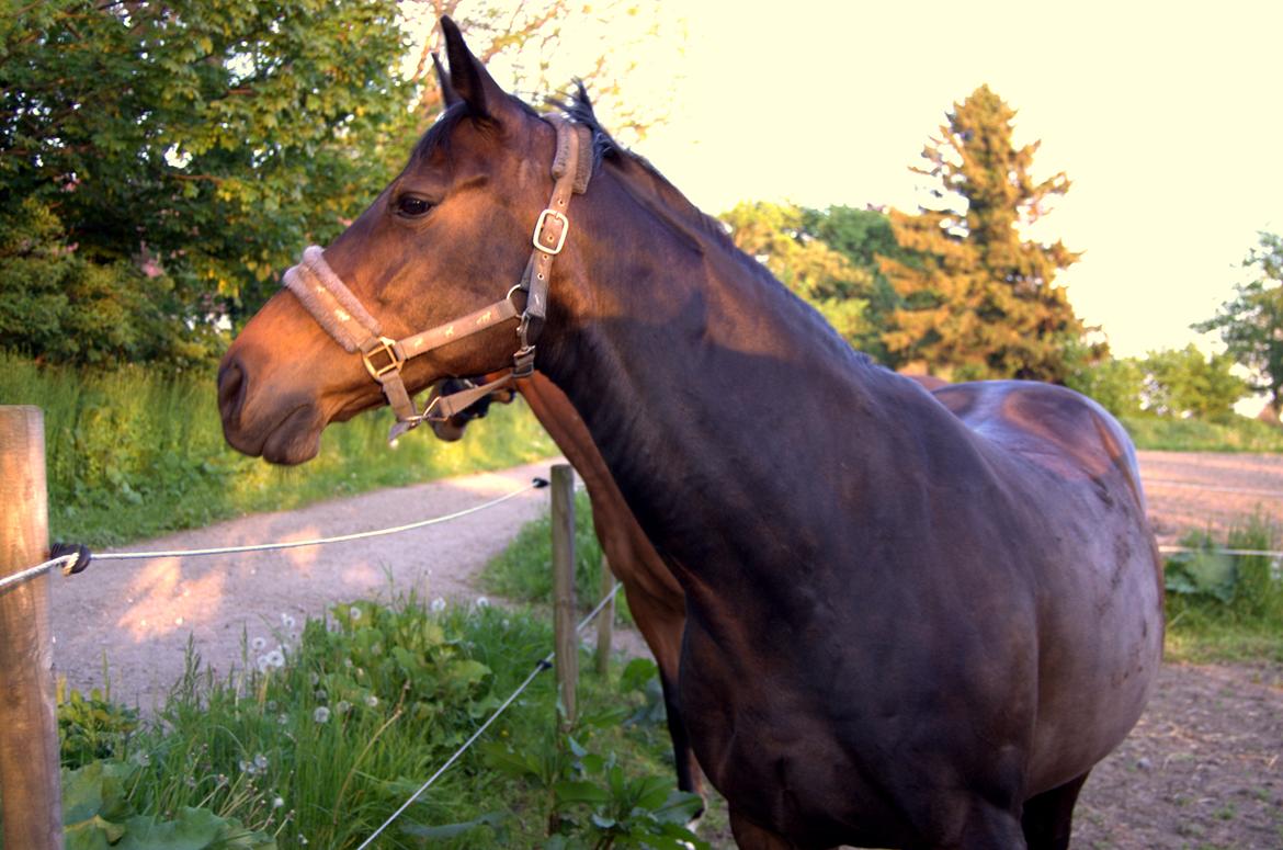 Dansk Varmblod Nygaards Michado billede 15