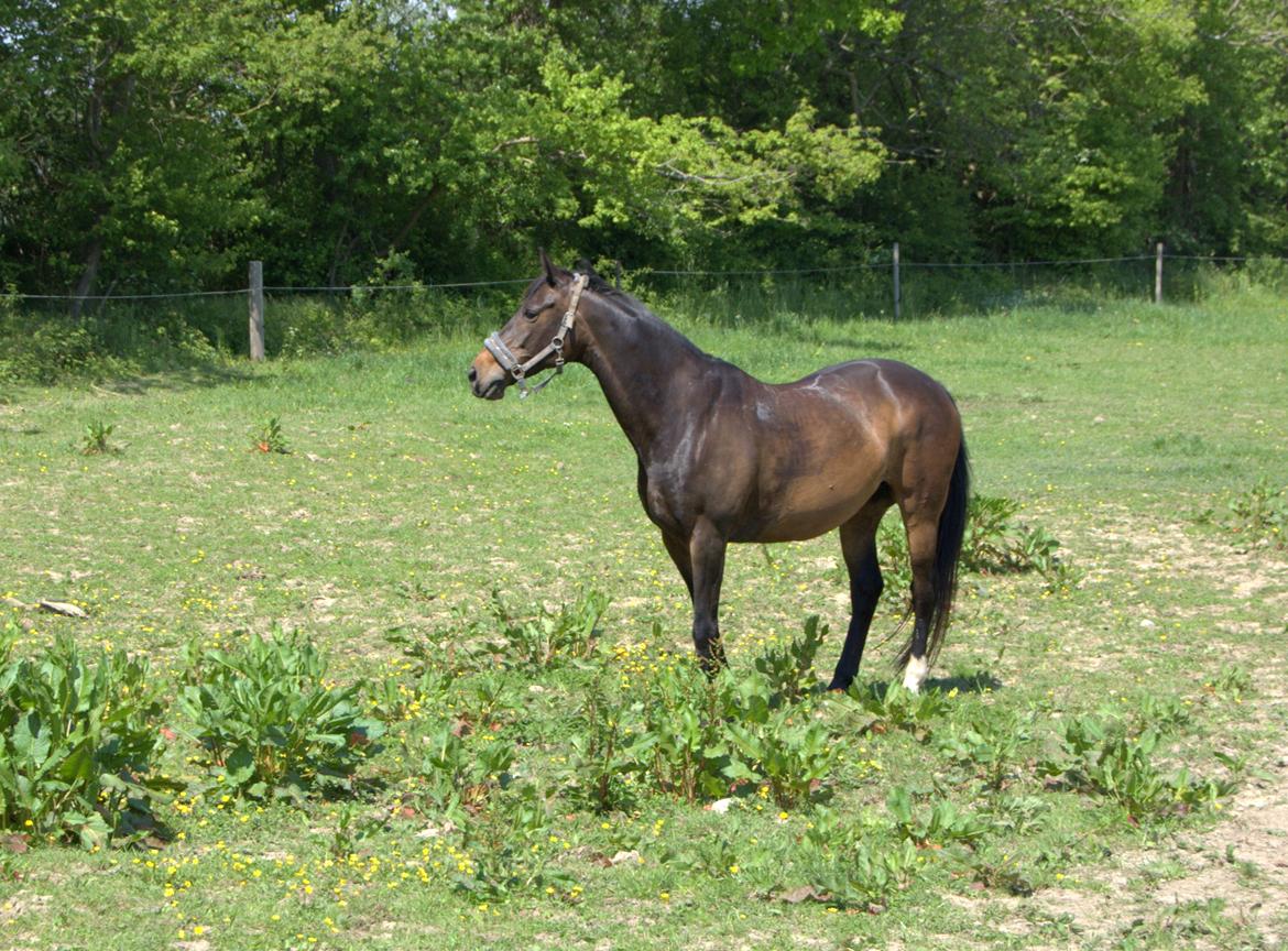 Dansk Varmblod Nygaards Michado billede 4