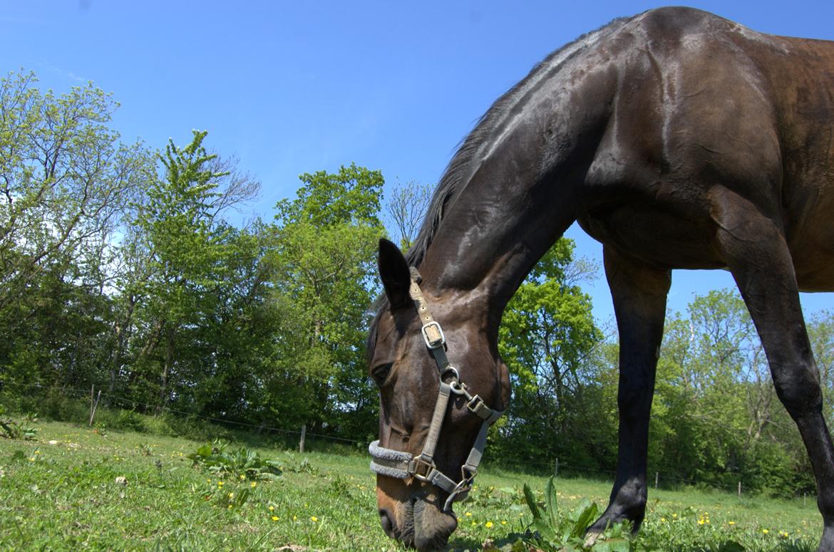 Dansk Varmblod Nygaards Michado billede 6