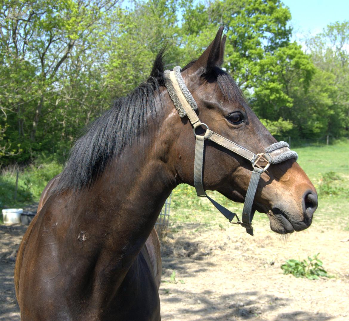Dansk Varmblod Nygaards Michado - smukke dame  billede 2