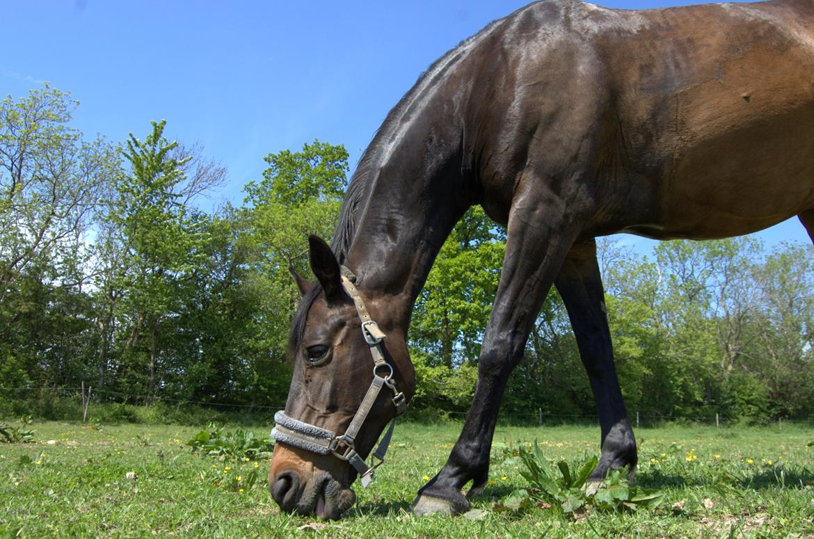 Dansk Varmblod Nygaards Michado billede 36