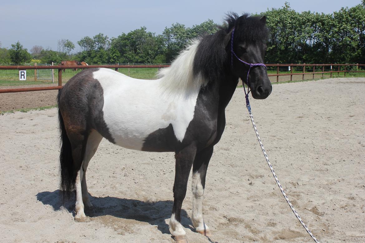 Islænder LÓA fra VINDBYHOLT billede 1