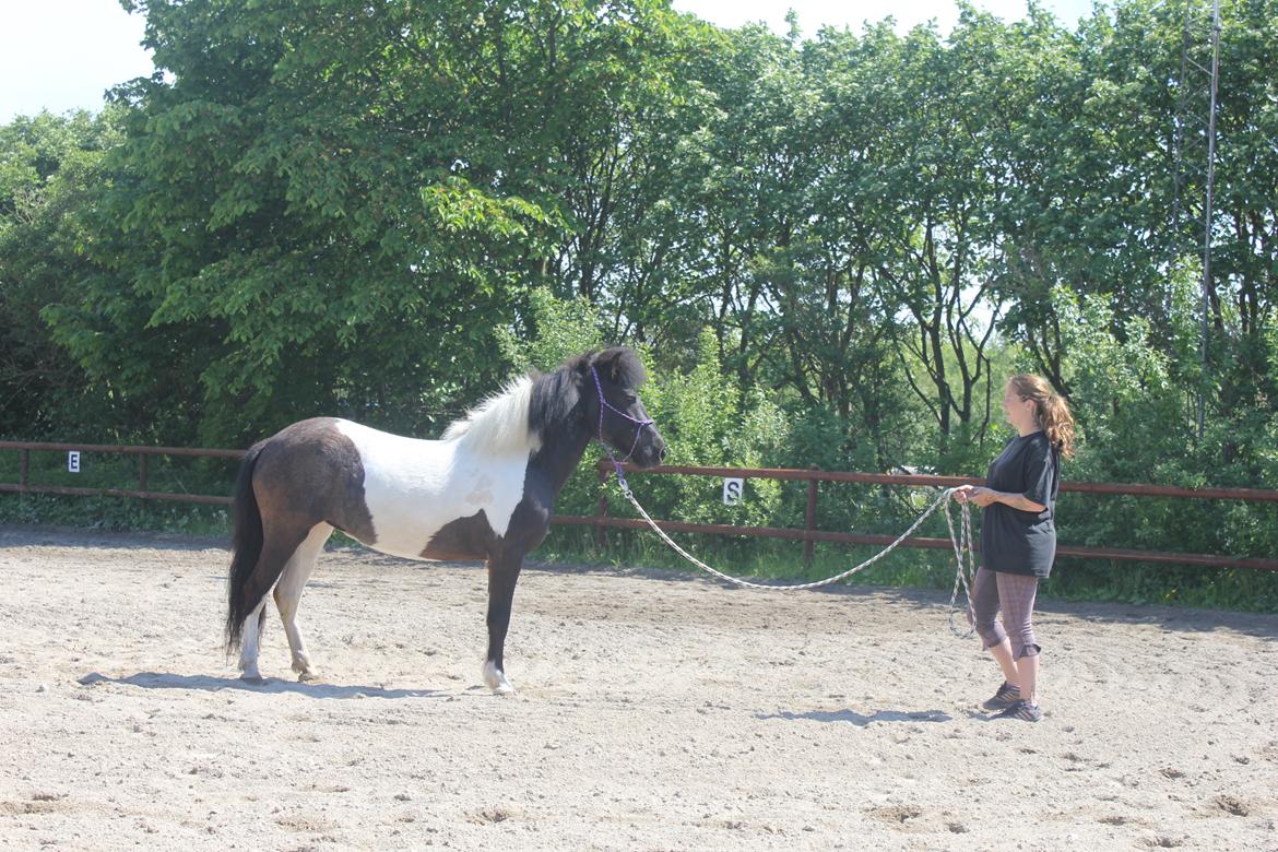 Islænder LÓA fra VINDBYHOLT billede 3