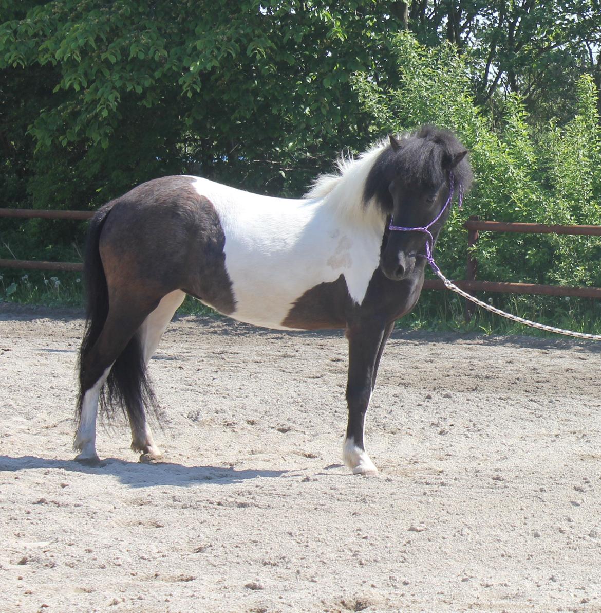 Islænder LÓA fra VINDBYHOLT billede 4