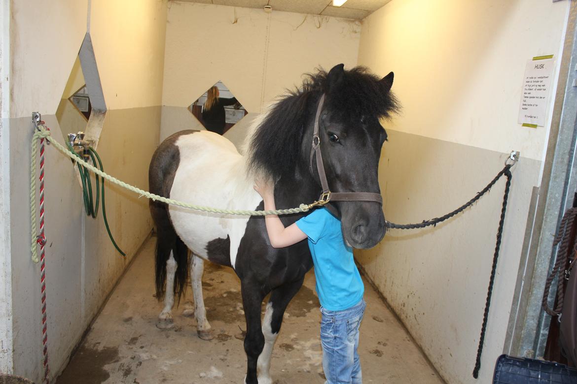 Islænder LÓA fra VINDBYHOLT billede 5