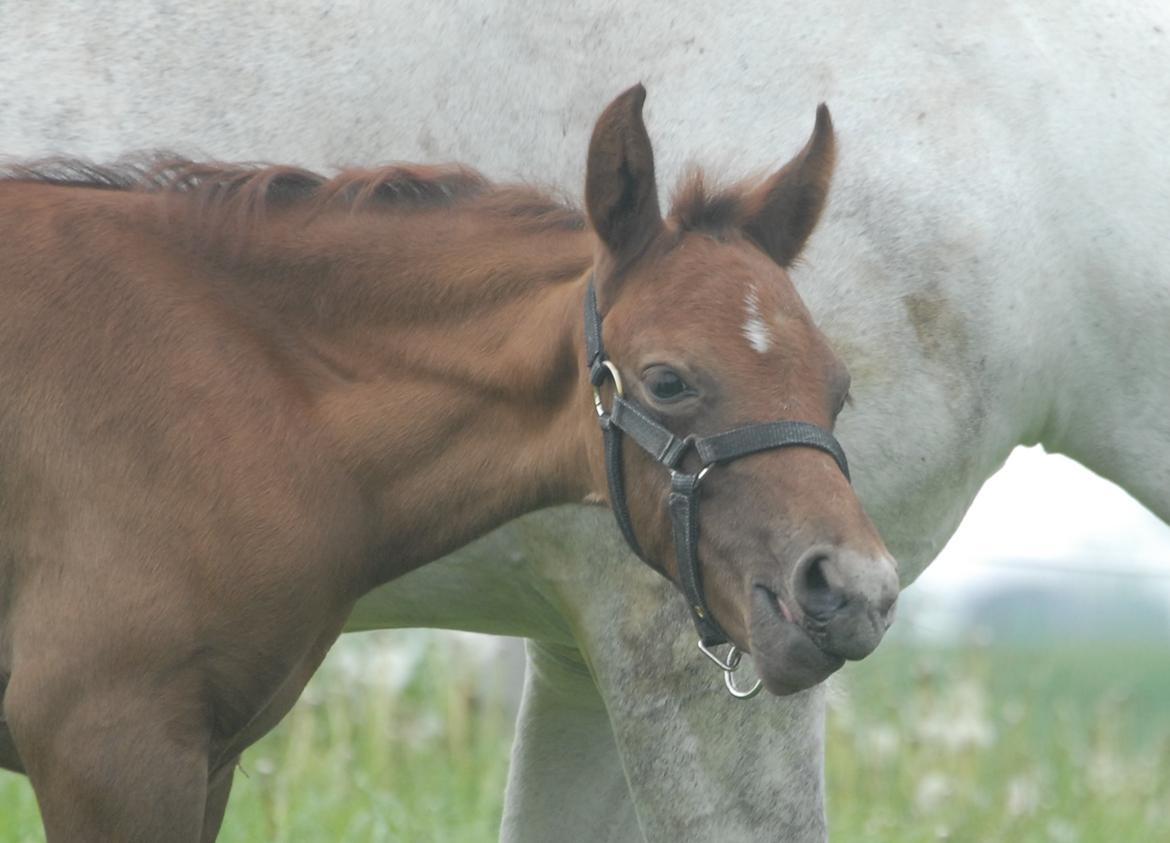 DSP DD Lucky Rapunzel billede 17