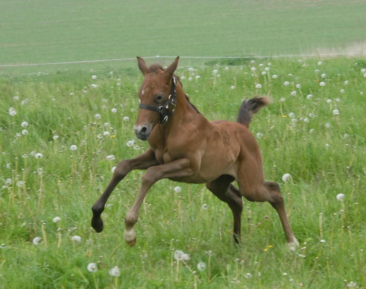 DSP DD Lucky Rapunzel billede 18