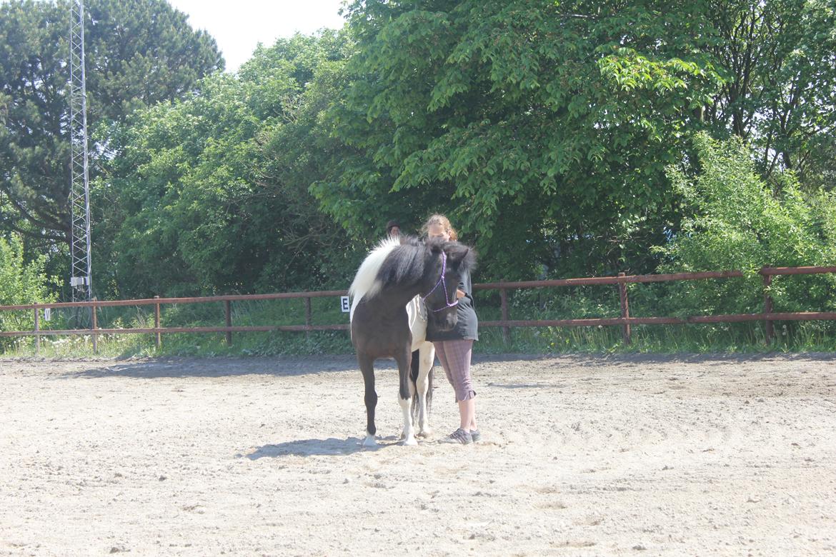 Islænder LÓA fra VINDBYHOLT billede 6