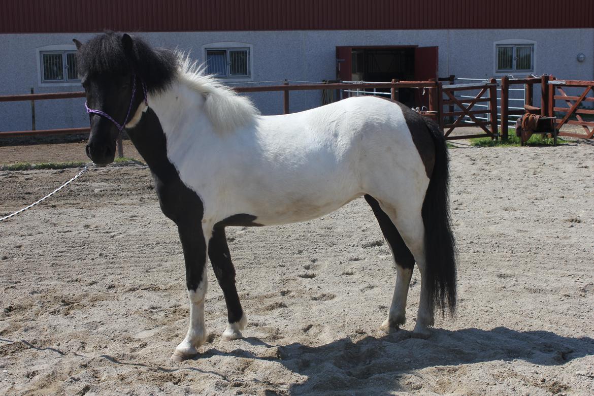 Islænder LÓA fra VINDBYHOLT billede 7